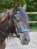 Harrys horse kaptoom, Dieren en Toebehoren, Ophalen of Verzenden, Overige soorten