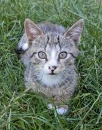 Schattige tijger kittens, Dieren en Toebehoren, Katten en Kittens | Overige Katten, Meerdere dieren