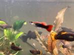 Guppies man, Dieren en Toebehoren, Zoetwatervis, Vis