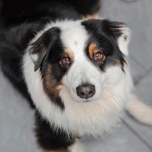 Raszuivere gestest Australian Shepherd Black Tri Dekreu pups, Dieren en Toebehoren, Honden | Dekreuen, Reu, Particulier, Eén hond