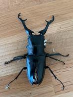 Prosopocoilus Giraffa Keisukei 90MM Trio Kever, Dieren en Toebehoren, Insecten en Spinnen, Overige soorten