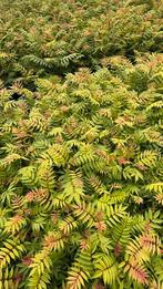 Sorbaria sem vaste planten, Ophalen of Verzenden, Overige soorten, Minder dan 100 cm