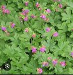 Ooievaarsbek - Prachtige bodembedekker!, Ophalen, Najaar, Halfschaduw, Wortelstok