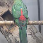 Koningsparkieten voor rode stuit 2025, Meerdere dieren, Parkiet, Geringd