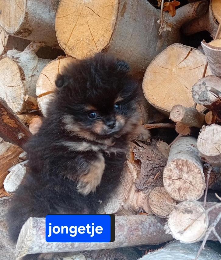Prachtige Pomeriaan Boo Reutjes puppy's FCI stamboom ouders, Dieren en Toebehoren, Honden | Poolhonden, Keeshonden en Oertypen