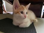3 lieve en sociale kittens te koop, Dieren en Toebehoren, Meerdere dieren