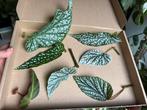 Begonia stekbox met 7 stekken, Ophalen of Verzenden, Halfschaduw, Minder dan 100 cm