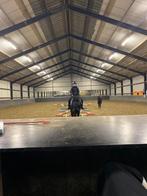 Verzorger aangeboden. Verzorgpaard/pony gezocht, Ruiter of Bijrijder