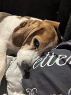 Super lieve Beagle meisje zoekt een huisje, België, Beagle, Particulier, CDV (hondenziekte)