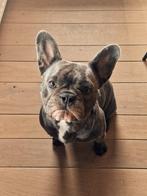 Franse bulldog zoekt nieuwe thuis (reu van bijna 2jr), Dieren en Toebehoren, Rabiës (hondsdolheid), Reu, 1 tot 2 jaar, Bulldog