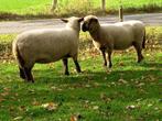 Hampshire Down Schapen, Dieren en Toebehoren, Schapen, Geiten en Varkens, Vrouwelijk, Schaap, 3 tot 5 jaar