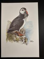 Papegaaiduiker, Verzenden, 1980 tot heden, Zo goed als nieuw, Dier