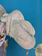 Scindapsus Silver Hero, Ophalen of Verzenden, Halfschaduw, Minder dan 100 cm