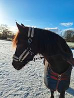 (E) Pony te lease en verzorgpony, Diensten en Vakmensen, Dieren | Paarden | Verzorging, Oppas en Les, Ruiter of Bijrijder