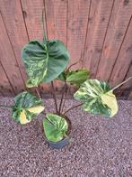 Alocasia Stingray Aurea Variegata p17