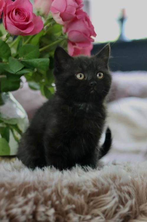 2 zwarte Britse Korthaar katertjes met Stamboom, Dieren en Toebehoren, Katten en Kittens | Raskatten | Korthaar, Kater, 0 tot 2 jaar