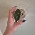 Alocasia pink dragon, Huis en Inrichting, Kamerplanten, Ophalen of Verzenden, Halfschaduw, Minder dan 100 cm