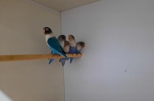 Agapornis Personata 2025, Dieren en Toebehoren, Vogels | Parkieten en Papegaaien, Dwergpapegaai of Agapornis, Meerdere dieren