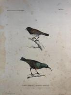 F Wanger Vogel Cimnyris comorensis / Spermestes rufodorsalis, Antiek en Kunst, Kunst | Litho's en Zeefdrukken, Ophalen of Verzenden