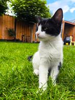 Kitten, Kater, Ontwormd