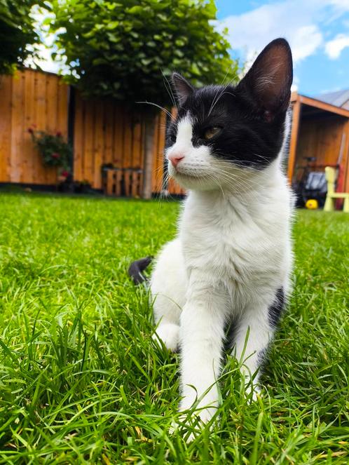 Kitten, Dieren en Toebehoren, Katten en Kittens | Raskatten | Korthaar, Kater, Ontwormd