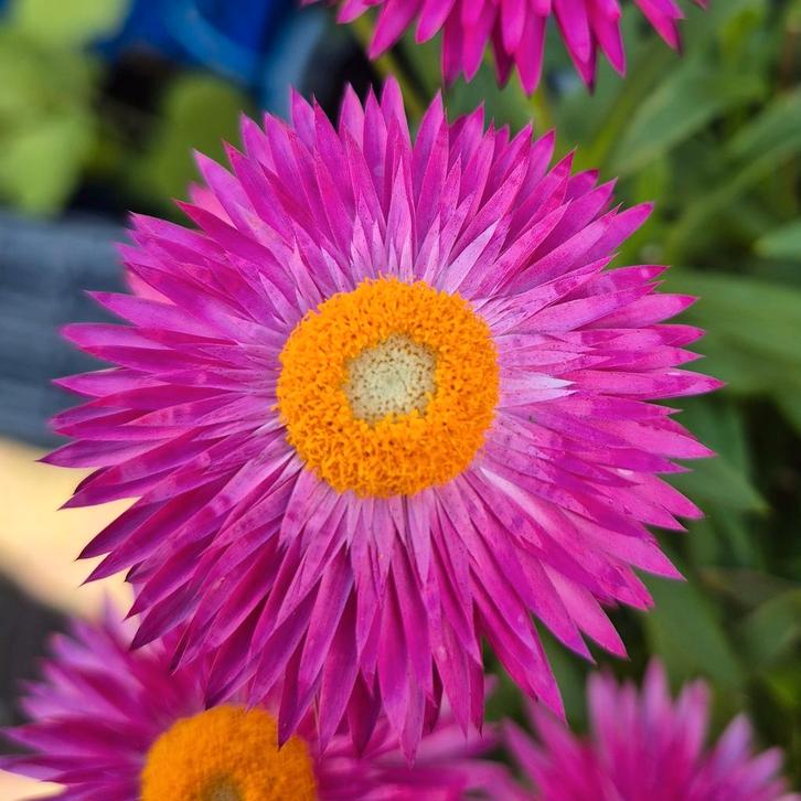 Strobloem,  div.kleuren., Tuin en Terras, Bloembollen en Zaden, Zaad, Voorjaar, Halfschaduw, Verzenden