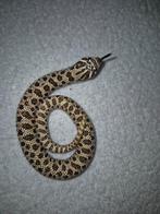 2.1 classic het albino, Slang, 0 tot 2 jaar