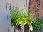 Mooie Sanguisorba officinalis 'Tanna' (Pimpernel) in pot., Ophalen, Zomer, Overige soorten, Volle zon