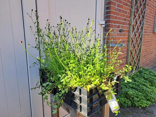 Mooie Sanguisorba officinalis 'Tanna' (Pimpernel) in pot., Tuin en Terras, Planten | Tuinplanten, Overige soorten, Volle zon, Zomer
