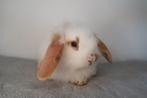 (Buiten) konijntjes: (Lionhead)Leeuwenkop x NL hangoor, Meerdere dieren, Middelgroot, Hangoor, 0 tot 2 jaar