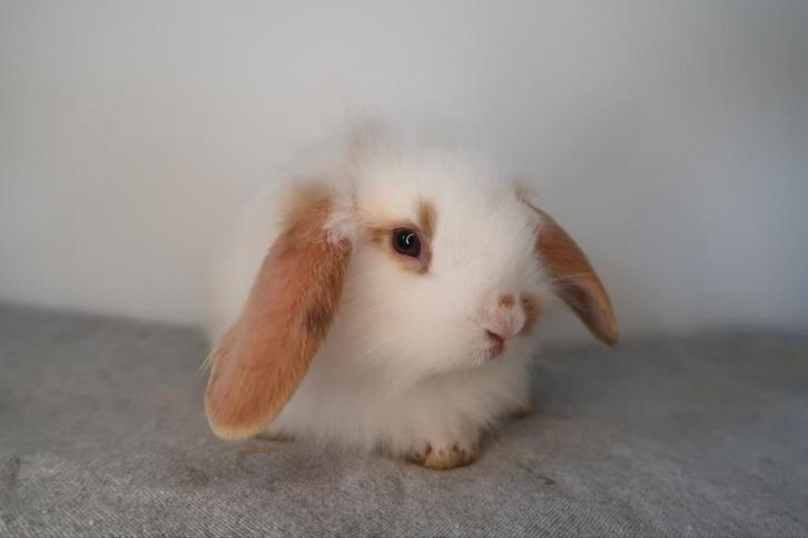 (Buiten) konijntjes: (Lionhead)Leeuwenkop x NL hangoor, Dieren en Toebehoren, Konijnen, Middelgroot, Meerdere dieren, 0 tot 2 jaar