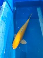 Koi 35 cm 175 euro desgewenst bezorgd aan huis, Karper of Koi