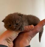 Britse Korthaar cinnamon kittens met stamboom, Meerdere dieren, Gechipt, 0 tot 2 jaar