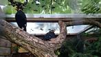 Middel beo Gracula religiosa intermedia, Dieren en Toebehoren, Vogels | Overige Vogels, Mannelijk, Tropenvogel, Geringd