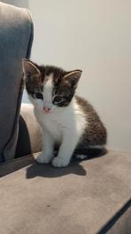 Superleuke kittens zoeken gouden mandje, Dieren en Toebehoren, Katten en Kittens | Overige Katten, Meerdere dieren