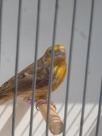 mexicaanse roodmus man, Dieren en Toebehoren, Mannelijk, Tropenvogel, Geringd
