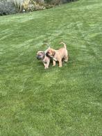 Boerboel/cane corso pups, Dieren en Toebehoren, Overige rassen, 8 tot 15 weken, Meerdere, Meerdere dieren