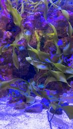 Caulerpa prolifera zeewier voor zeeaquarium, Dieren en Toebehoren, Verzenden, Nieuw, Plant(en), Steen of Hout