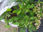 Herfstasters, Tuin en Terras, Volle zon, Vaste plant, Herfst, Ophalen