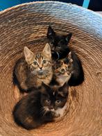 Lieve kittens te koop, Dieren en Toebehoren, Katten en Kittens | Overige Katten, Meerdere dieren