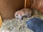 Jonge NHD konijntjes, Meerdere dieren, Klein, Hangoor, 0 tot 2 jaar