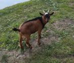 Dwergbok / dekbok, Dieren en Toebehoren, Schapen, Geiten en Varkens, Mannelijk, Geit