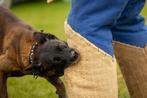 Getrainde mechelse herder., Dieren en Toebehoren, Honden | Herdershonden en Veedrijvers, 6 jaar of ouder, België, Particulier