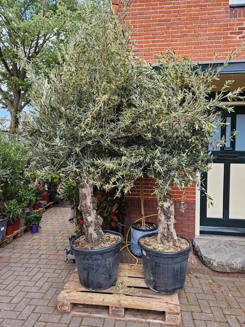 Olijfbomen dikke grillige stam 250-300cm hoog, Tuin en Terras, Planten | Bomen, Olijfboom, 250 tot 400 cm, Volle zon, Lente, Ophalen of Verzenden