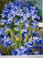 Agapanthus blauw Afrikaanse Lelie wortelstok (2.50 per stuk), Ophalen of Verzenden, Volle zon, Wortelstok