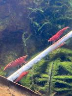 Neocaridina Fire Red, Dieren en Toebehoren, Kreeft, Krab of Garnaal