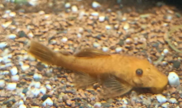 Ancistrus L144 Super Red Long Fin en Short Fin., Dieren en Toebehoren, Vissen | Aquariumvissen, Zoetwatervis, Vis