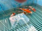 Japanse koi 20t/m25 cm mogen de vijver verlaten vissen, Dieren en Toebehoren, Vissen | Vijvervissen, Karper of Koi