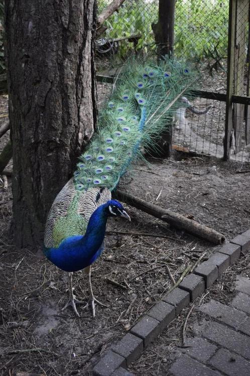 Prachtige pauwenhaan zoekt samen met zijn vrouwtje een goede, Dieren en Toebehoren, Vogels | Overige Vogels, Tropenvogel, Meerdere dieren