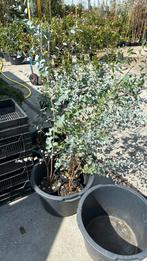 Eucalyptus planten hoog 100 cm nu voor een zeer lage prijs, Overige soorten, Volle zon, Vaste plant, Ophalen of Verzenden